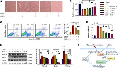 A four-compound remedy AGILe protected H9c2 cardiomyocytes against oxygen glucose deprivation via targeting the TNF-α/NF-κB pathway: Implications for the therapy of myocardial infarction